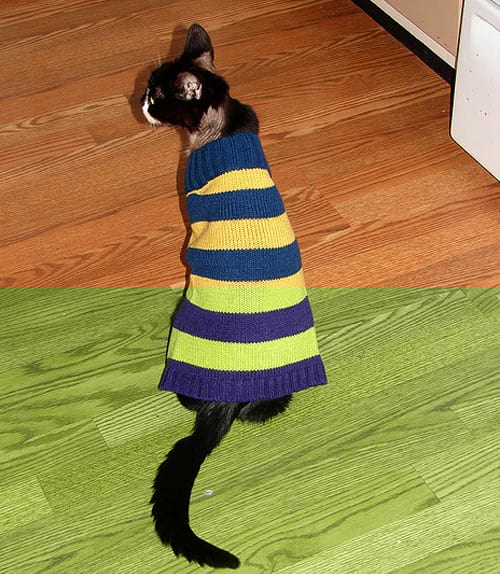Chat noir avec une tenue bleue et jaune