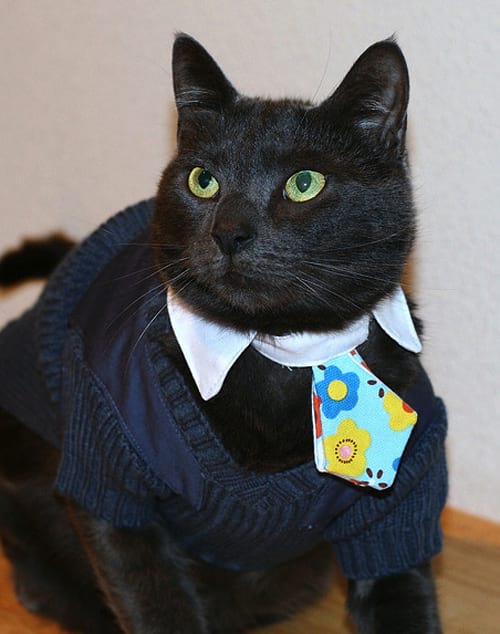 Chat noir avec les yeux verts vêtue d'une tenue noir avec une mini cravate