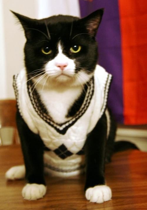 Chat noir et blanc avec un pull en laine sans manches