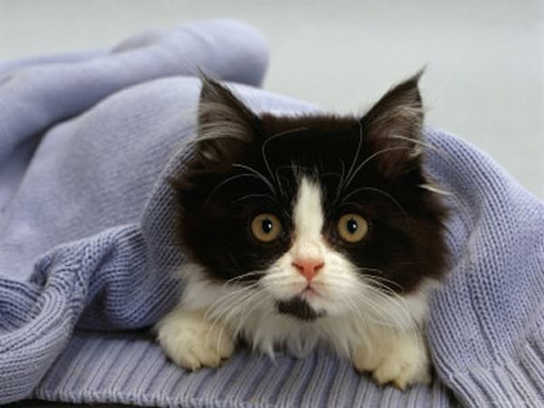 Chat noir et blanc à l'intérieur d'un pull bleu