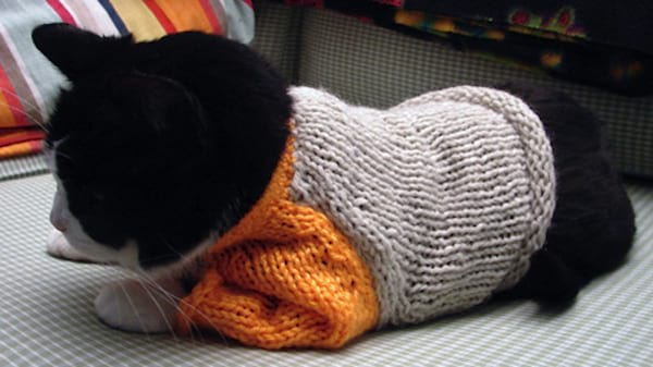 Chat noir couché avec un pull gris et orange