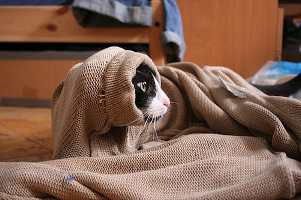 Chat noir et blanc dans un grand pull d'humain beige