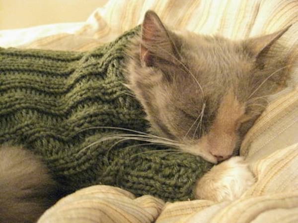 Petit chat qui dort vêtue d'un pull vert en laine
