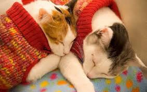Deux chats qui dorment vêtue avec deux pulls rouge en laine et un col roulé