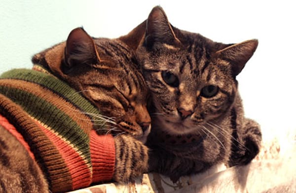 Deux chats gris avec un pull