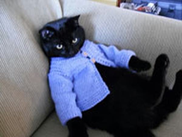 Gilet bleu à boutons pour chat noir