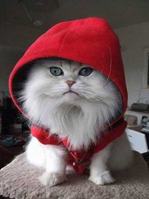 Gros chat blanc avec une capuche rouge