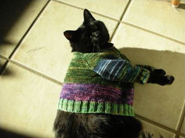 108 Photos De Chats Avec Leurs Petits Pulls Trop Mignons
