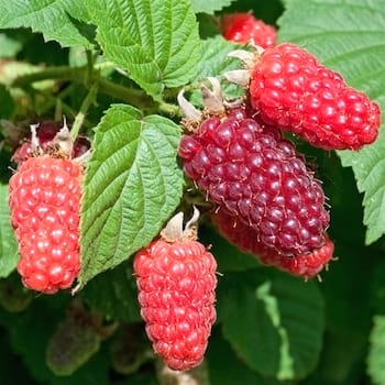 Des mûres de mûrier Tayberry faciles à faire pousser dans votre jardin.