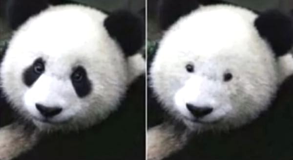 Un panda avec et sans taches noires autour des yeux.