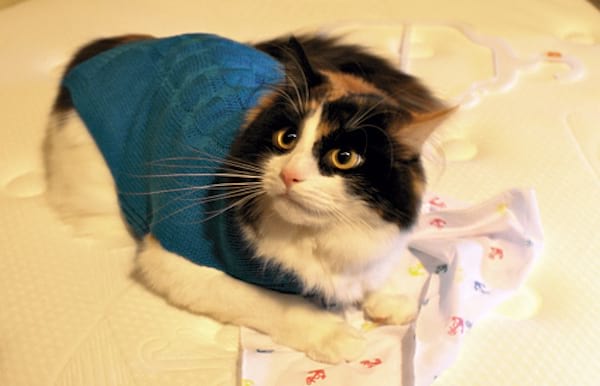 Pull bleu en laine sur chat noir et blanc
