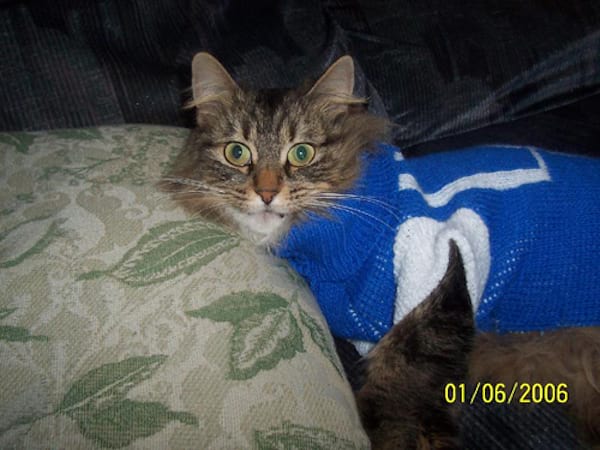 Pull bleu en laine fait pour chat