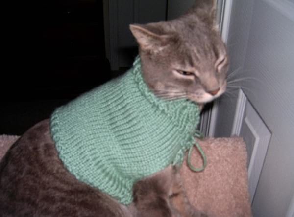 Chat vêtue avec un pull vert en laine