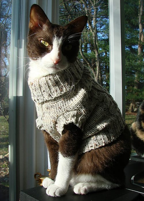 Chat noir avec un pull gris en laine