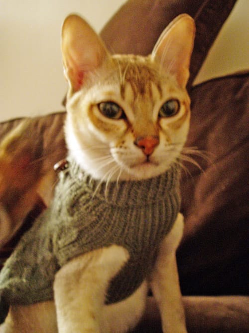 Pull gris sur chat beige