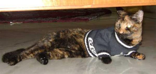 Pull gris sur chat marron