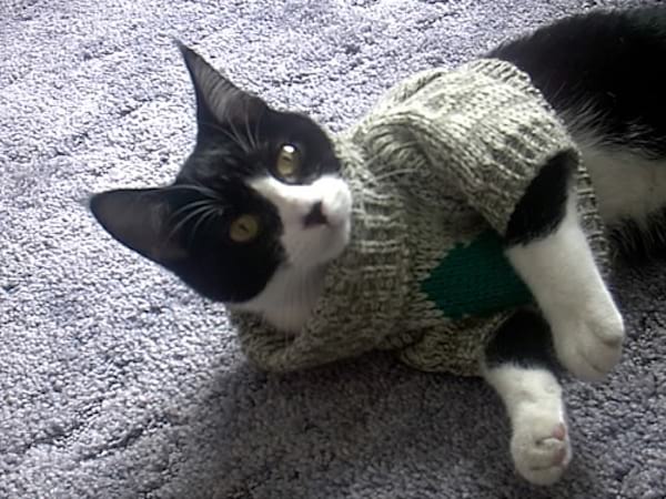 Pull gris et vert pour chat noir et blanc