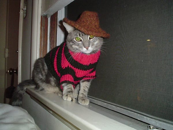 Pull en laine rose et noir sur chat gris
