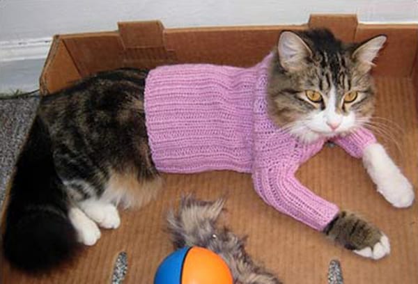 Pull rose pour chat marron couché