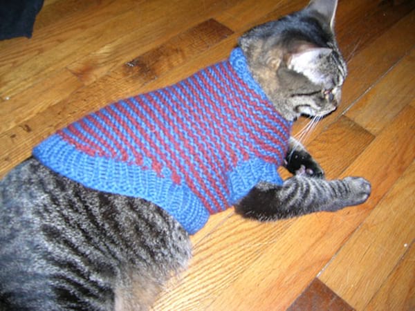 Pull avec des bandes de couleurs bleu et rouge pour chat