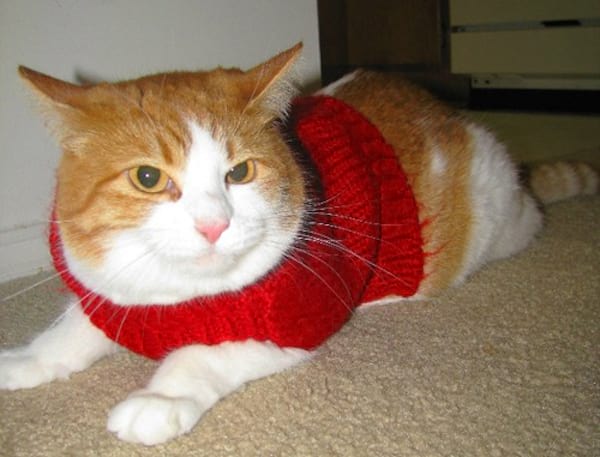 Pull rouge en laine sur chat beige