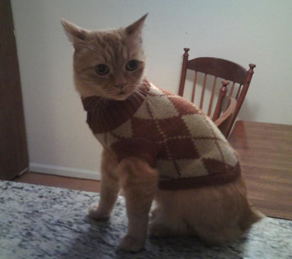 Pull en laine sans manches pour chat