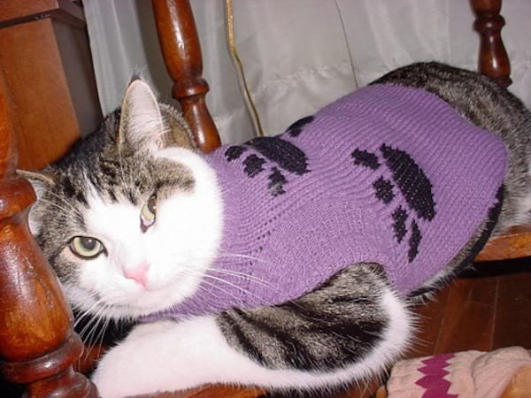Pull violet en laine pour chat