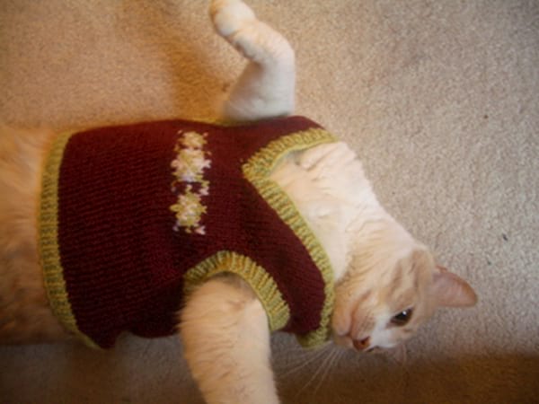 Tee-shirt rouge avec un peu de jaune sur chat blanc