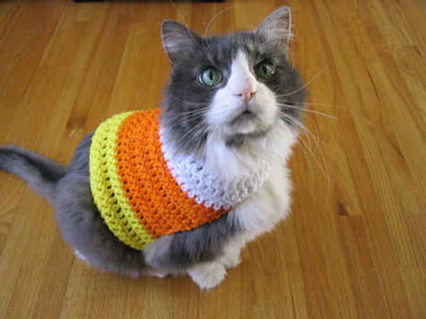 Tenue jaune et orange sur chat gris