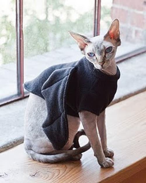 Tenue noir pour chat sphynx