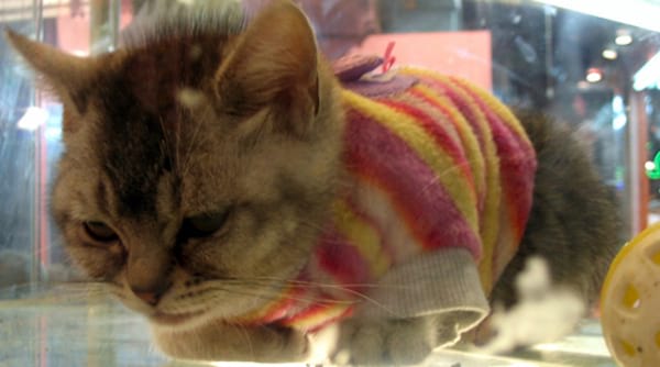 Tenue rose et jaune sur un petit chat