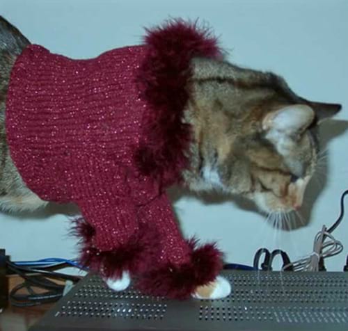 Tenue rose paillette sur chat