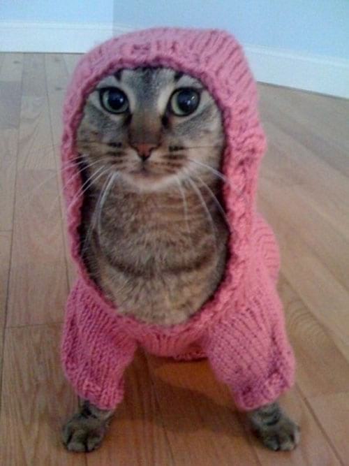 Tenue rose pour chat avec une capuche en plus