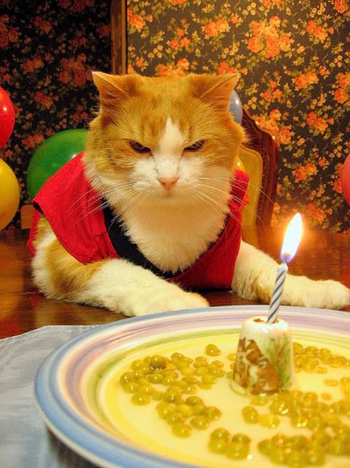 Tenue rouge pour l'anniversaire de chat beige devant une assiette avec une bougie