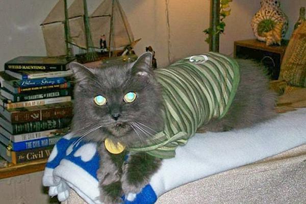 Tenue verte sur chat gris