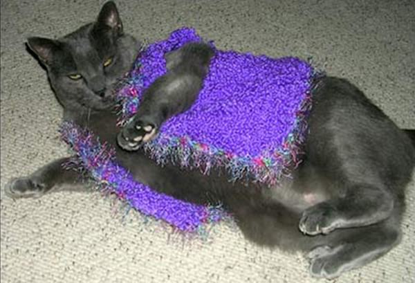 Tenue violette sur chat gris foncé couché au sol