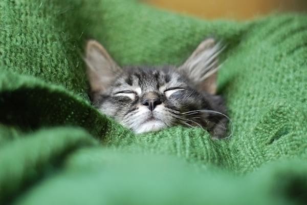 Petit chat gris introduit dans un grand pull vert en laine