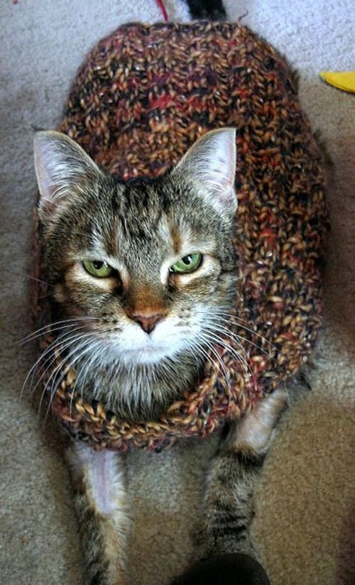 Chat gris avec un pull en laine