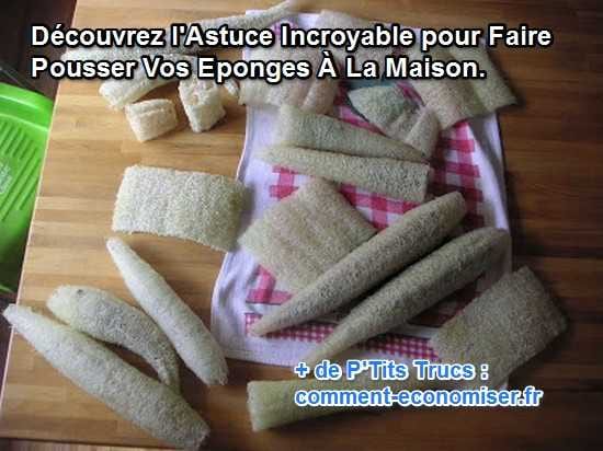 comment faire pousser des éponges naturelles à la maison