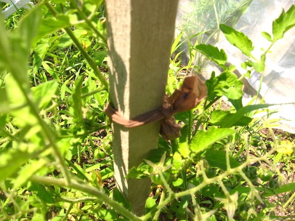 pied de tomate attaché avec un collant