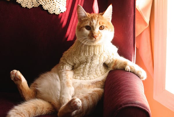 Chat beige avec un pull beige en laine