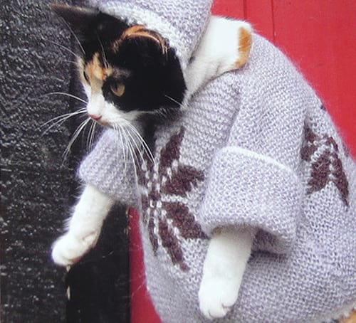 Chat avec pull en laine violet avec quelques motifs