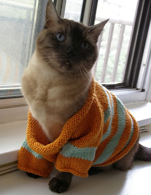 Chat avec pull orange en laine