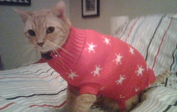 Chat avec un pull rose en laine