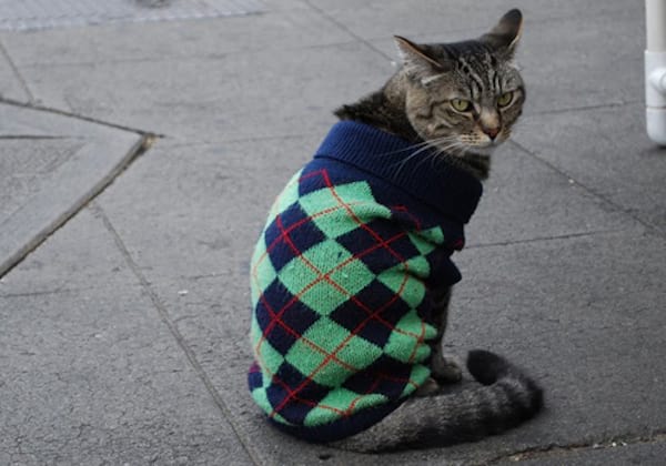 Chat avec un pull vintage