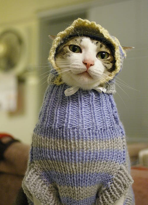 Chat avec une tenue en laine