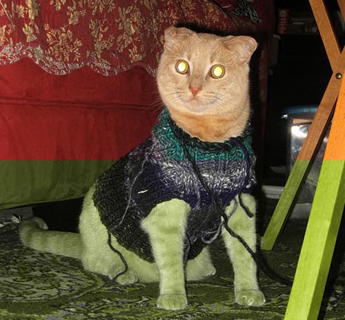 Chat beige avec un pull en laine