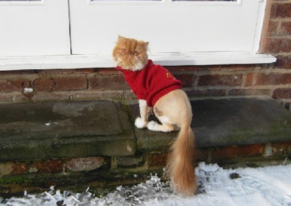 Chat beige avec un pull en laine rouge