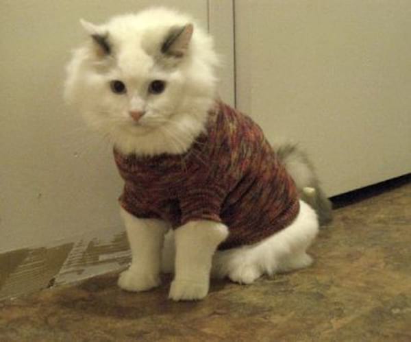 Chat blanc avec un pull en laine