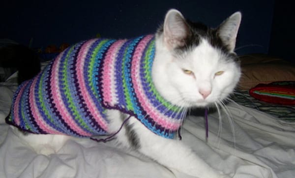 Chat blanc avec un pull en laine multi-colore
